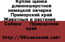 Куплю щенка длинношерстной немецкой овчарки - Приморский край Животные и растения » Собаки   . Приморский край